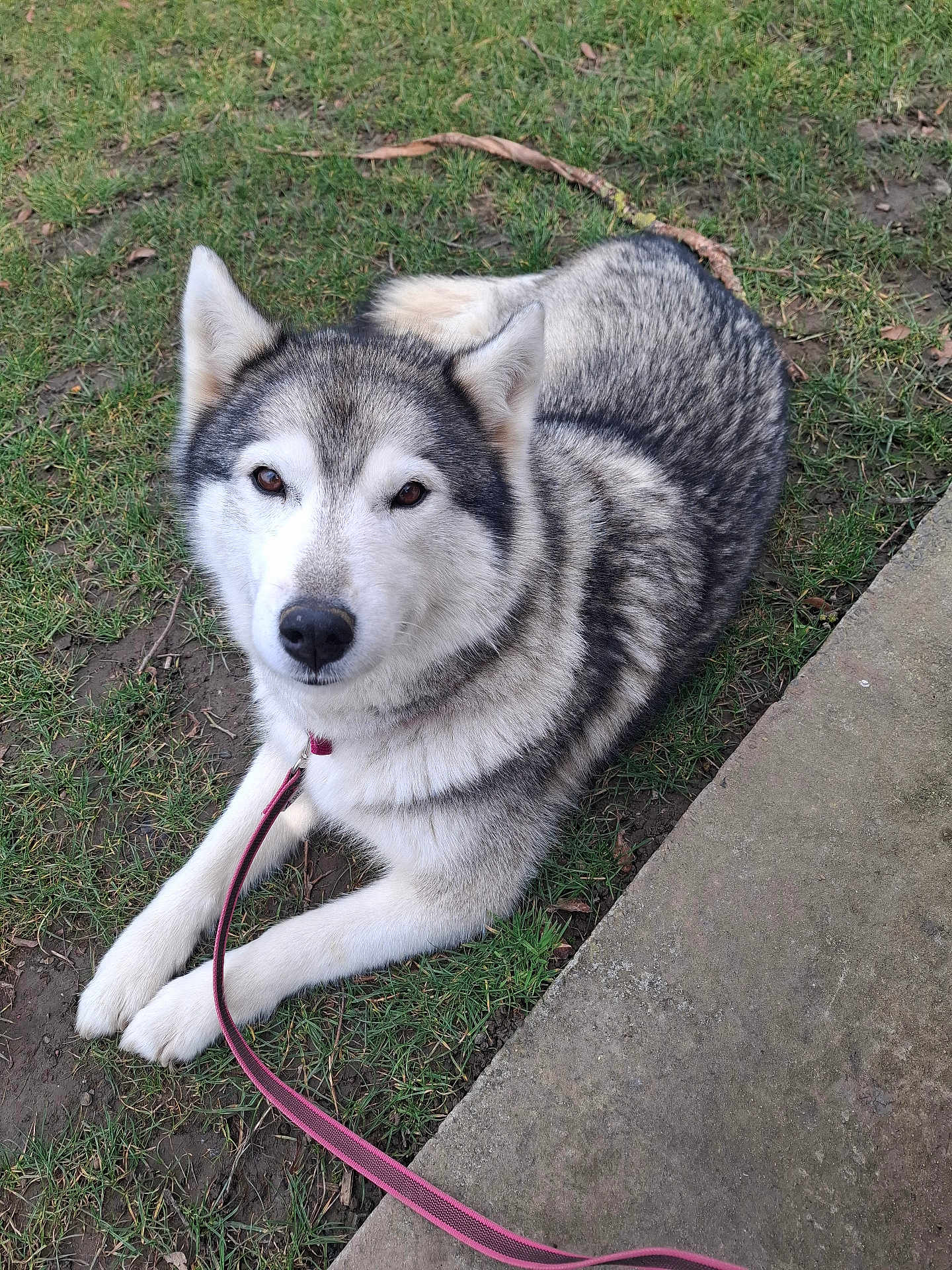 Masha participe au concours pour gagner de l'argent avec cette photo : dog, husky, animal, pet, leash, grass, outdoor, canine, fur, lying_down, path, sidewalk, nature, mammal, portrait, friendly, cute, domestic_animal, paw, ears