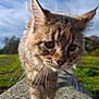 Aloha a rejoint le concours — aidez-le/la à gagner de superbes lots ! bobcat, wild_cat, animal, nature, outdoor, fur, whiskers, close_up, stone, ledge, sky, greenery, ears, eyes, walking, mammal, daylight, portrait, focus, wildlife