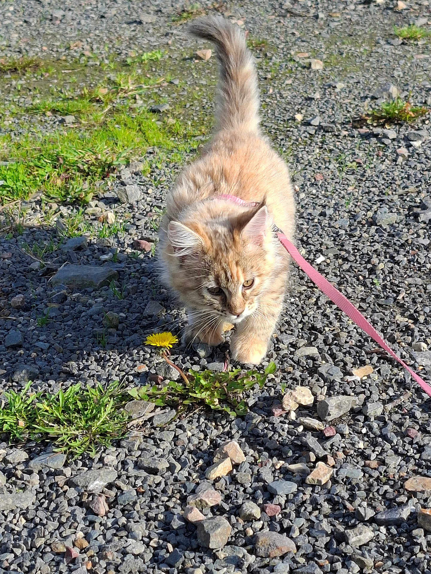 Aloha a rejoint le concours — aidez-le/la à gagner de superbes lots ! kitten, cat, leash, gravel, flower, dandelion, outdoor, sunlight, curious, walking, pet, fur, nature, greenery, small_animal, young_animal, exploring, animal, playful, close_up