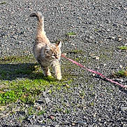 Aloha a rejoint le concours — aidez-le/la à gagner de superbes lots ! kitten, cat, leash, outdoor, gravel, grass, sunlight, walking, pet, animal, young, feline, cute, fluffy, nature, small, curious, mammal, daylight, playful