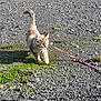 kitten, cat, leash, outdoor, gravel, grass, sunlight, walking, pet, animal, young, feline, cute, fluffy, nature, small, curious, mammal, daylight, playful