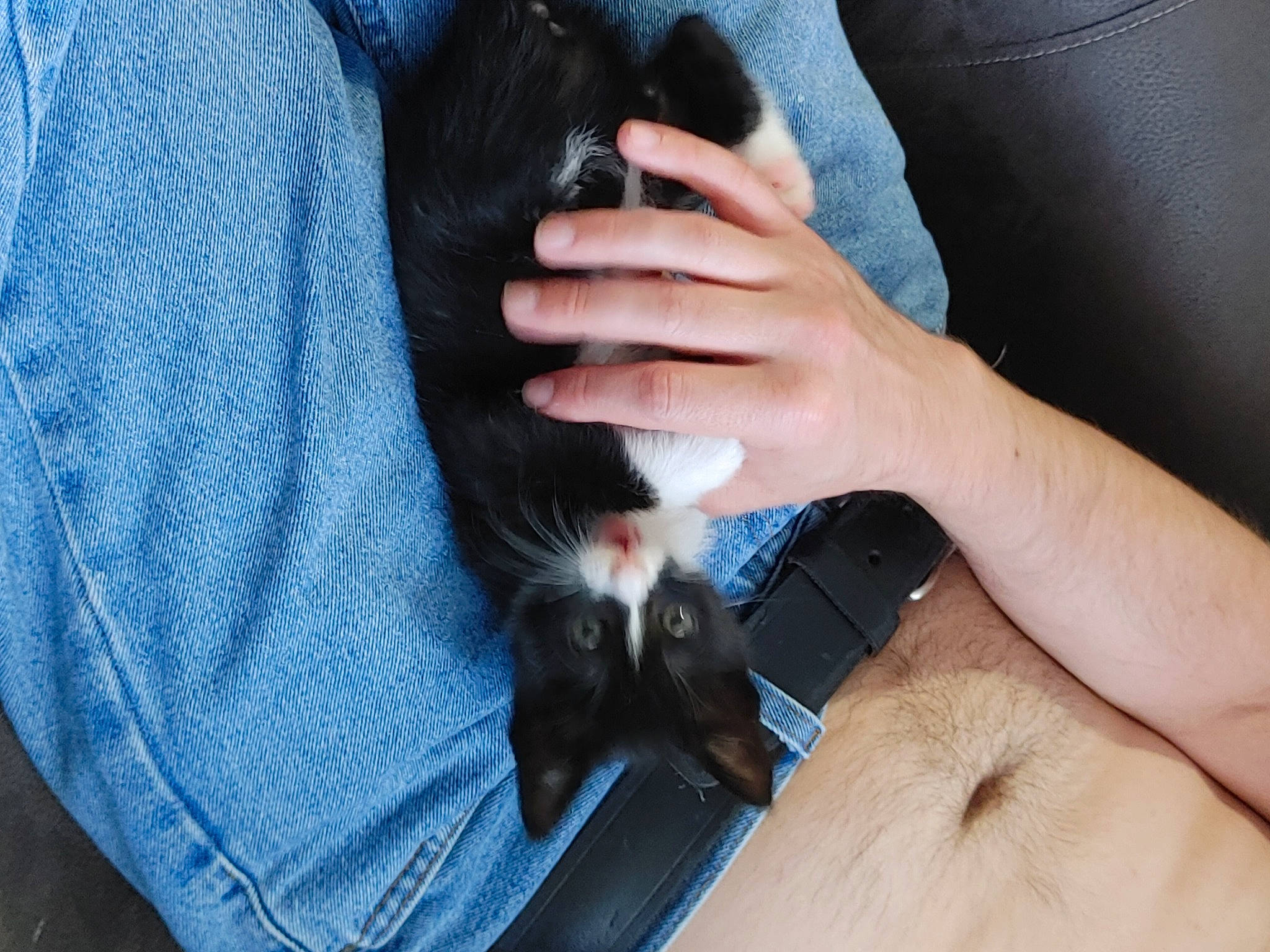 Pixie joined the competition — help win amazing prizes! carnivore, cat, comfort, denim, electric_blue, fawn, felidae, finger, gesture, hand, lap, long_hair, nail, rodent, sleeve, small_to_medium_sized_cats, snout, thumb, whiskers, wrist