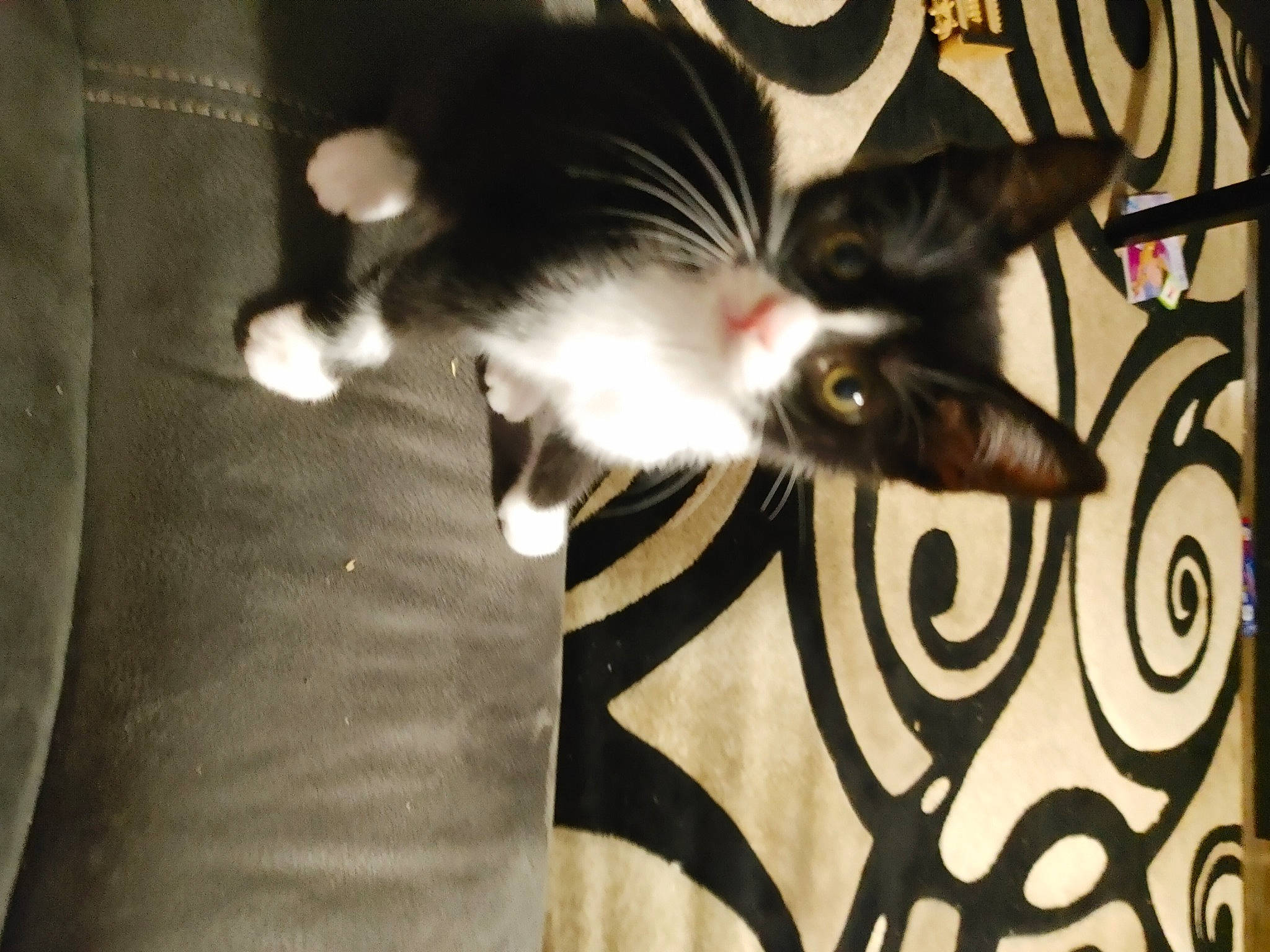 Pixie joined the competition — help win amazing prizes! audio_equipment, carnivore, cat, claw, comfort, darkness, domestic_short_haired_cat, felidae, flooring, fur, monochrome, monochrome_photography, pattern, paw, shadow, small_to_medium_sized_cats, tail, tree, whiskers, wood