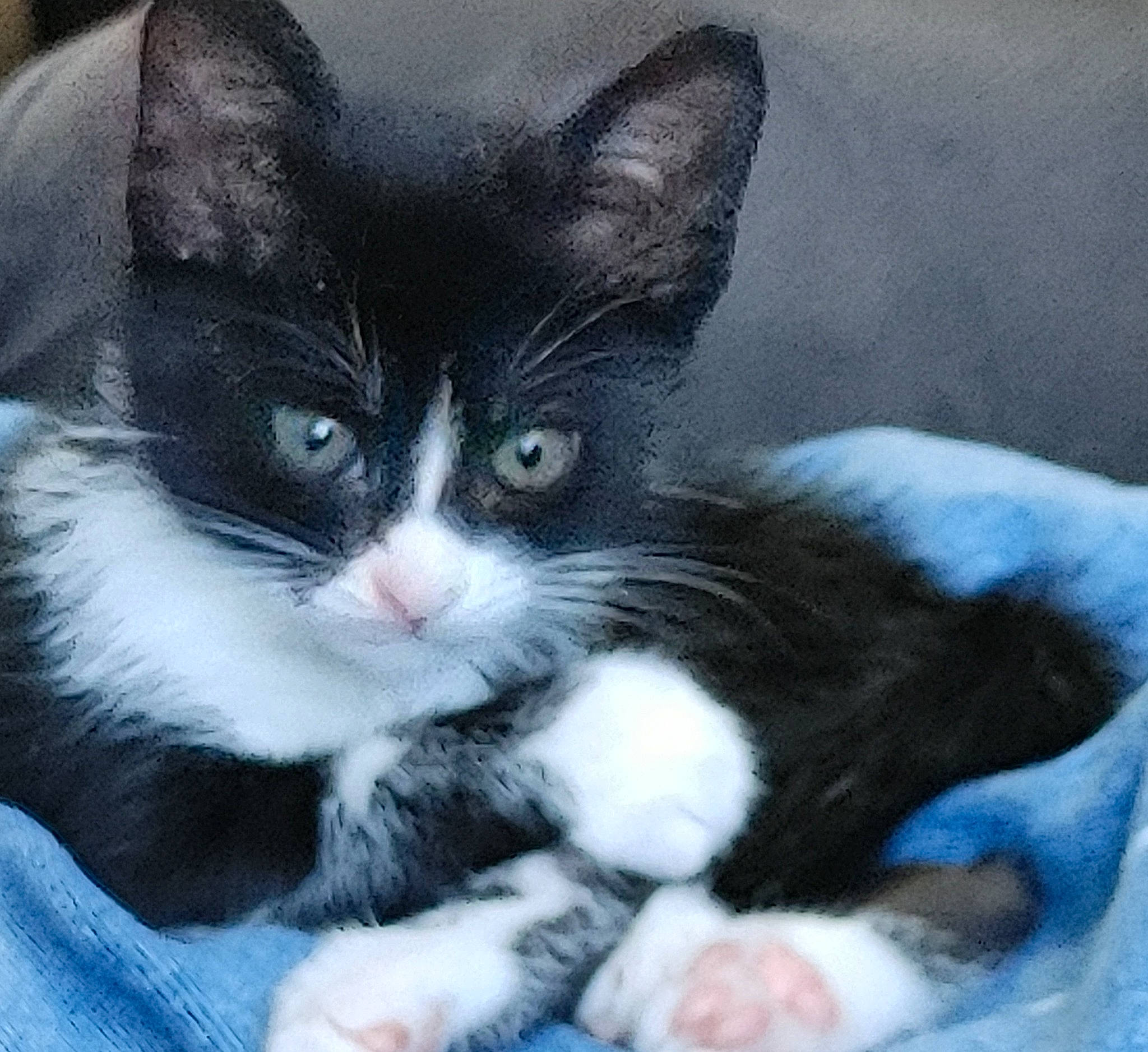 Pixie joined the competition — help win amazing prizes! art, black_cat, carnivore, cat, cat_supply, claw, comfort, domestic_short_haired_cat, felidae, fur, monochrome_photography, paw, sitting, small_to_medium_sized_cats, snout, tail, whiskers, window