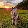 dog, sunset, field, grass, nature, outdoor, animal, pet, canine, leash, sky, clouds, forest, harness, greenery, sunlight, scenery, peaceful, landscape, wildlife