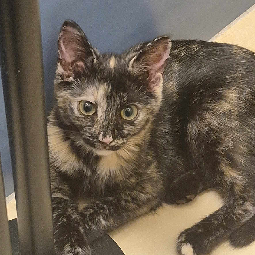 Pouet-Pouet participe au concours pour gagner de l'argent avec cette photo : animal, black_pole, blue_tile, cat, curious, cute, ears, eyes, feline, floor, fur, indoor, kitten, paw, pet, resting, small, tortoiseshell, whiskers, young