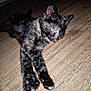 Pouet-Pouet participe au concours pour gagner de l'argent avec cette photo : cat, kitten, sleeping, tortoiseshell, floor, wooden_floor, pet, animal, cute, relaxing, domestic_animal, fur, whiskers, paw, indoor, cozy, resting, mammal, young, peaceful
