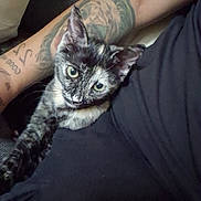 Pouet-Pouet a rejoint le concours — aidez-le/la à gagner de superbes lots ! animal, arm, black_shirt, casual, cat, closeup, couch, cozy, curious, fur, indoor, kitten, person, pet, resting, stretching, tattoo, texture, tortoiseshell, wide_eyes