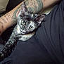 kitten, cat, tortoiseshell, tattoo, arm, couch, black_shirt, indoor, pet, animal, fur, curious, stretching, closeup, person, resting, cozy, texture, wide_eyes, casual