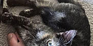 Pouet-Pouet a rejoint le concours — aidez-le/la à gagner de superbes lots ! kitten, cat, tortoiseshell, pet, animal, foot, carpet, playful, indoor, feline, cute, fur, paw, whiskers, young, domestic, resting, looking_up, closeup, cozy