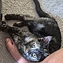 kitten, cat, tortoiseshell, pet, animal, foot, carpet, playful, indoor, feline, cute, fur, paw, whiskers, young, domestic, resting, looking_up, closeup, cozy