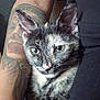 cat, tortoiseshell_cat, tattoo, arm, person, black_clothing, indoor, closeup, pet, feline, fur, whiskers, ears, green_eyes, resting, cozy, portrait, domestic_animal, companion, seated