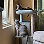cat, cats, cat_tree, window, indoor, furniture, sunlight, pet, animal, cozy, relaxed, perch, looking, beige, home, domestic, tail, ear, whiskers, reflection