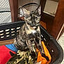 cat, tortoiseshell, basket, blanket, indoor, furniture, chair, curious, pet, animal, floor, orange_blanket, camouflage_blanket, black_basket, yellow_eyes, whiskers, ears, fur, looking, sitting