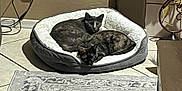 Duchess And Dory is registered to the contest to win money with this photo: cat, cats, pet_bed, indoor, tile_floor, resting, curled_up, feline, domestic_animal, cozy, sleeping, looking_at_camera, decor, rug, home, animal, two_animals, quiet, relaxed, companionship
