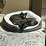 cat, cats, pet_bed, indoor, tile_floor, resting, curled_up, feline, domestic_animal, cozy, sleeping, looking_at_camera, decor, rug, home, animal, two_animals, quiet, relaxed, companionship