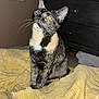 cat, tortoiseshell, yellow_eyes, blanket, indoor, furniture, dresser, curious, pet, animal, whiskers, ears, fur, sitting, bedroom, flash, night, home, domestic, closeup