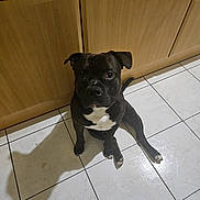 Spike participe au concours pour gagner de l'argent avec cette photo : dog, black_and_white, sitting, tile_floor, wooden_cabinet, indoor, shadow, curious, pet, canine, looking_up, floor_tile, domestic, animal, companion, cute, kitchen, home, fur, paw