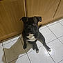 dog, black_and_white, sitting, tile_floor, wooden_cabinet, indoor, shadow, curious, pet, canine, looking_up, floor_tile, domestic, animal, companion, cute, kitchen, home, fur, paw