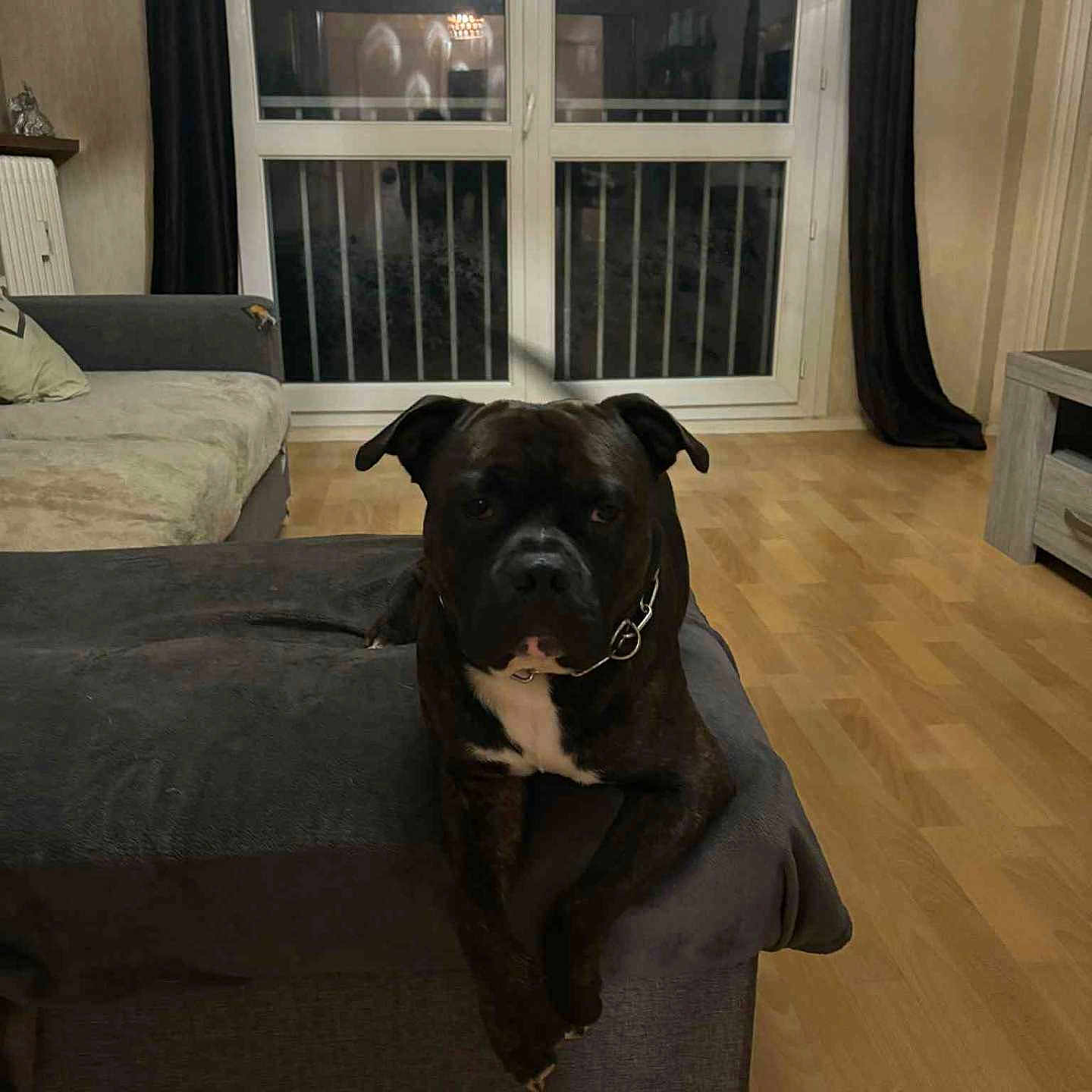 Spike a rejoint le concours — aidez-le/la à gagner de superbes lots ! animal, black_dog, canine, collar, cozy, curtains, dog, domestic, furniture, home, indoor, living_room, ottoman, pet, quiet, reflection, resting, white_patch, window, wooden_floor