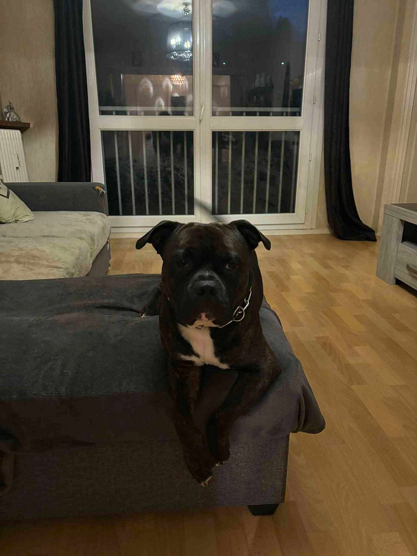 Spike a rejoint le concours — aidez-le/la à gagner de superbes lots ! dog, pet, indoor, living_room, furniture, ottoman, wooden_floor, window, curtains, reflection, collar, black_dog, white_patch, resting, cozy, home, animal, canine, domestic, quiet