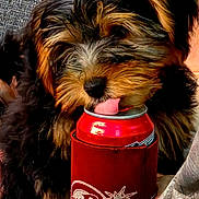 Tigger joined the competition — help win amazing prizes! puppy, dog, can, red_can, koozie, licking, fluffy, brown_fur, black_fur, person, hand, plaid_shirt, close_up, pet, cute, adorable, indoor, holding, animal, tongue
