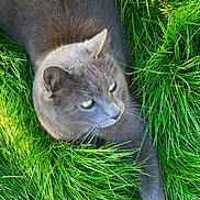 Choupa a rejoint le concours — aidez-le/la à gagner de superbes lots ! animal, cat, close_up, daylight, feline, fur, grass, gray_cat, green_eyes, greenery, laying_down, mammal, nature, outdoor, peaceful, pet, quiet, relaxed, sharp_focus, whiskers