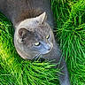 animal, cat, close_up, daylight, feline, fur, grass, gray_cat, green_eyes, greenery, laying_down, mammal, nature, outdoor, peaceful, pet, quiet, relaxed, sharp_focus, whiskers