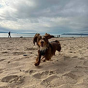 Milo is registered to the contest to win money with this photo: animal, beach, canine, cloudy_sky, coast, dog, footprints, happy, landscape, leash, leisure, nature, outdoor, pet, playful, running, sand, shore, walking, water