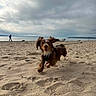 dog, beach, sand, leash, running, outdoor, cloudy_sky, water, shore, happy, pet, animal, playful, canine, nature, coast, footprints, leisure, landscape, walking