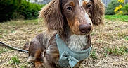Milo is registered to the contest to win money with this photo: animal, bow_tie, brown_dog, canine, cloudy, dachshund, dog, ears, fur, garden, grass, grass_patch, harness, house, lawn, leash, outdoor, pet, portrait, sky