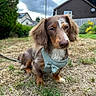 Milo is registered to the contest to win money with this photo: dog, dachshund, pet, outdoor, grass, lawn, bow_tie, harness, brown_dog, fur, ears, house, sky, cloudy, garden, leash, canine, animal, portrait, grass_patch