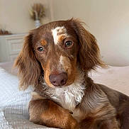 Milo joined the competition — help win amazing prizes! dog, pet, bed, indoor, brown, white, fur, paw, lying_down, cute, relaxed, person, belly_button_piercing, closeup, portrait, cozy, domestic, animal, companion, resting