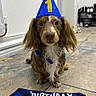 Milo is registered to the contest to win money with this photo: dog, birthday, party_hat, blue, brown_dog, floor, indoor, pet, celebration, bandana, text, number_one, cute, small_dog, fur, animal, looking_at_camera, tile_floor, birthday_boy, accessory