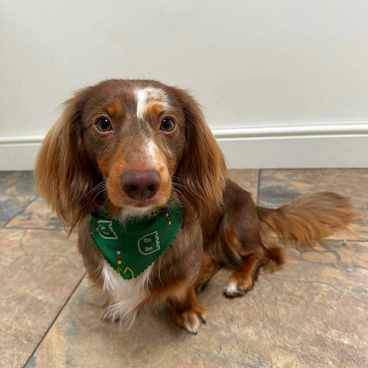 Milo is registered to the contest to win money with this photo: dog, dachshund, long_hair, brown_dog, bandana, green_bandana, pet, indoor, floor, tile_floor, cute, sitting, looking_up, animal, companion, fur, ears, tail, domestic_animal, canine