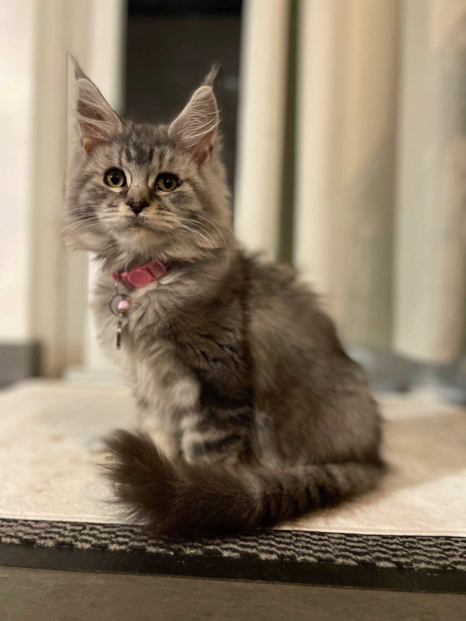 Théa a rejoint le concours — aidez-le/la à gagner de superbes lots ! carnivore, cat, claw, domestic_short_haired_cat, felidae, flooring, fur, grey, monochrome, monochrome_photography, paw, sitting, small_to_medium_sized_cats, snout, tail, terrestrial_animal, whiskers, wildlife, window, wood