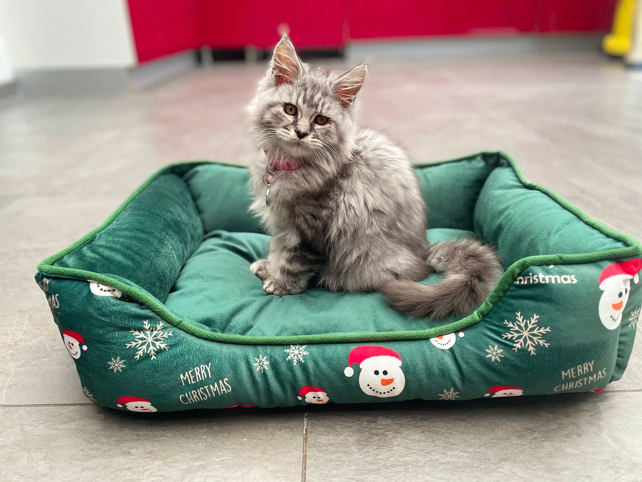 Théa a rejoint le concours — aidez-le/la à gagner de superbes lots ! bean_bag, canidae, carnivore, cat, cat_supply, comfort, companion_dog, couch, dog_bed, dog_breed, dog_supply, domestic_short_haired_cat, felidae, fur, mat, paw, recreation, sitting, small_to_medium_sized_cats, whiskers
