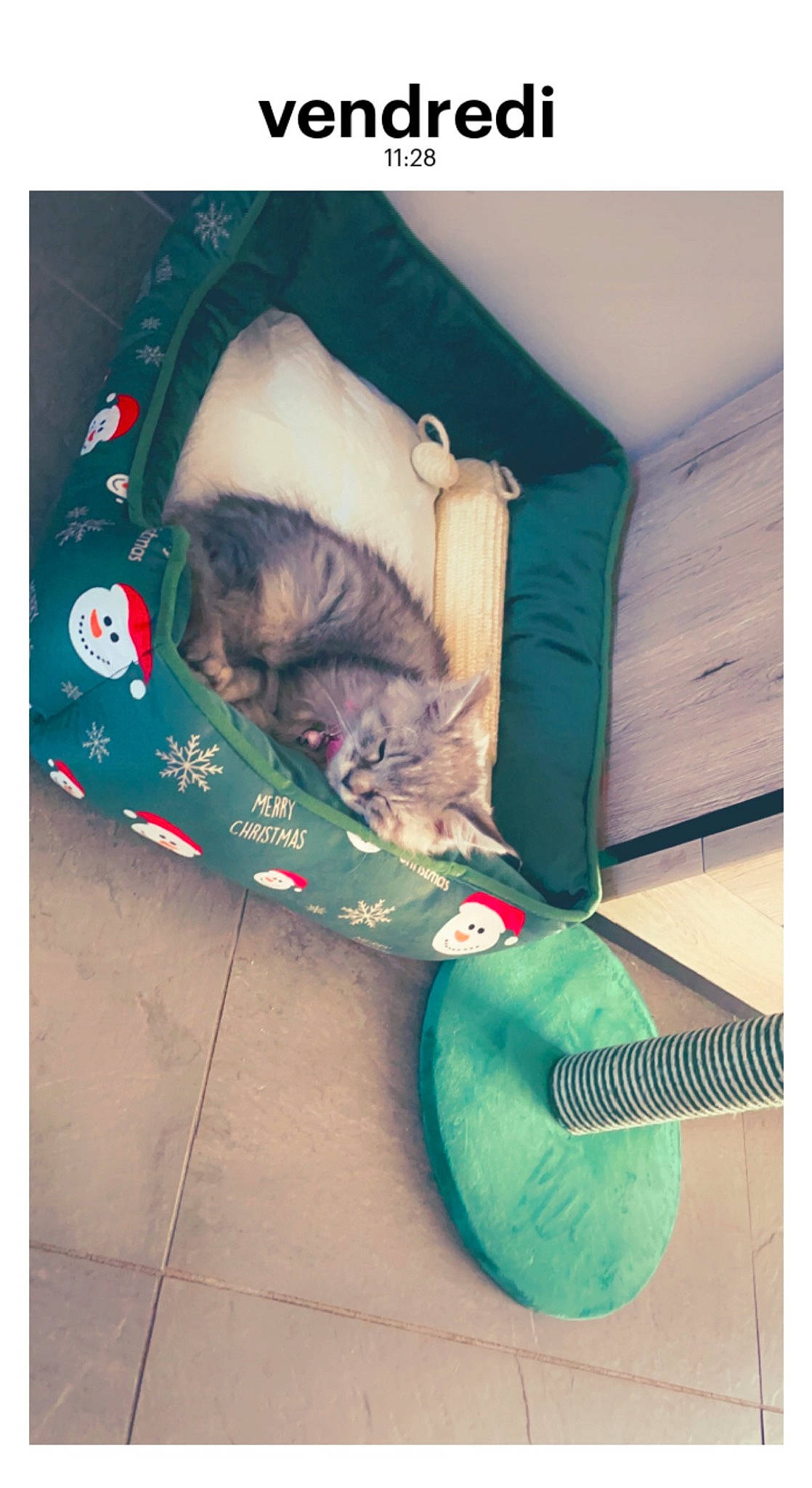 Théa participe au concours pour gagner de l'argent avec cette photo : beard, carnivore, cat, companion_dog, dog_breed, eyewear, felidae, folk_instrument, font, grass, guitar, guitar_accessory, musical_instrument, plucked_string_instruments, small_to_medium_sized_cats, sporting_group, sunglasses, t_shirt, tail, whiskers