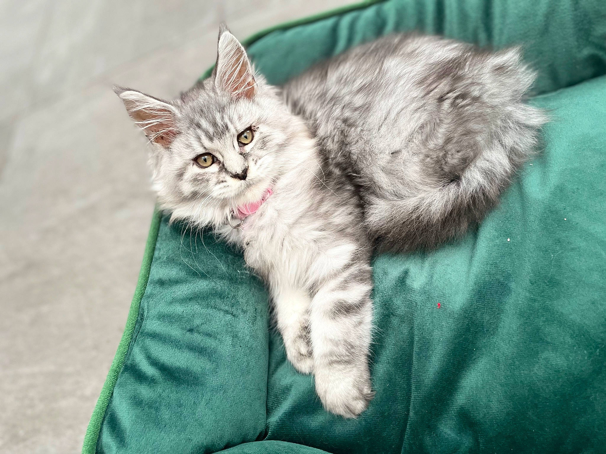 Théa participe au concours pour gagner de l'argent avec cette photo : carnivore, cat, claw, comfort, domestic_short_haired_cat, fawn, felidae, fur, paw, plant, sitting, small_to_medium_sized_cats, snout, tail, terrestrial_animal, whiskers