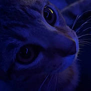 Beans is registered to the contest to win money with this photo: animal, background, blue_light, cat, close_up, curious, dark, domestic_cat, eyes, face, feline, indoor, mystery, night, pet, portrait, reflection, soft_focus, whiskers, yellow_screen