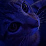 animal, background, blue_light, cat, close_up, curious, dark, domestic_cat, eyes, face, feline, indoor, mystery, night, pet, portrait, reflection, soft_focus, whiskers, yellow_screen