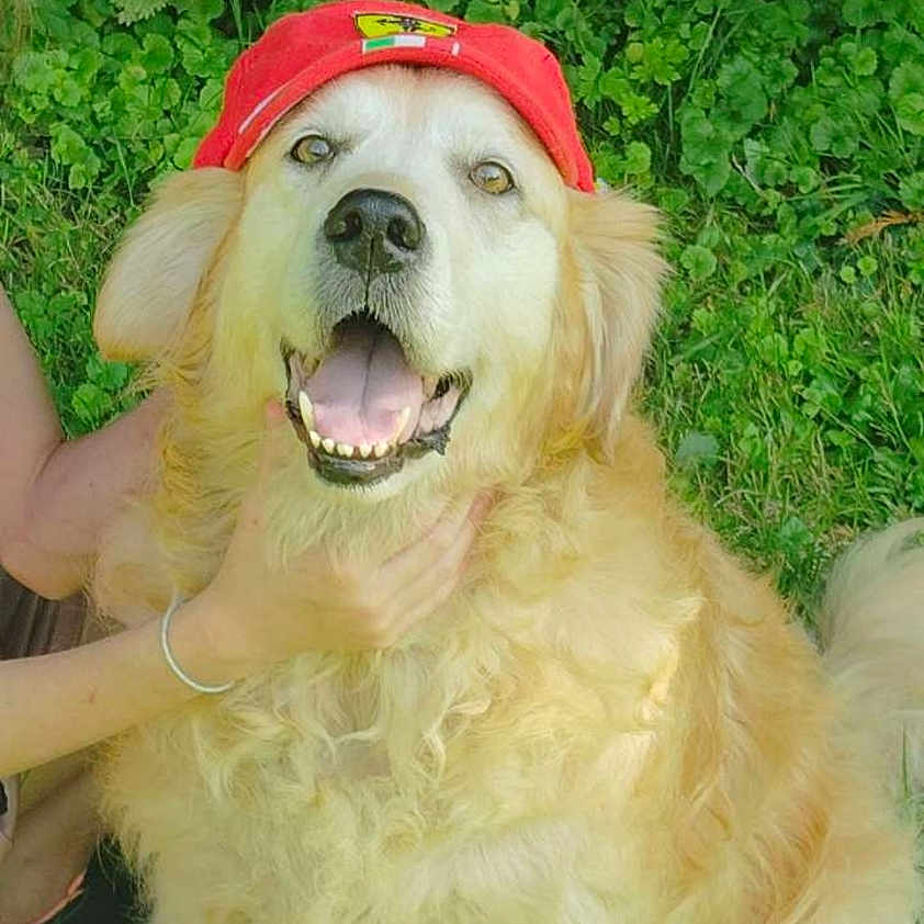 Ciarra participe au concours pour gagner de l'argent avec cette photo : animal, ball, baseballcap, canine, cap, clothing, dog, electronics, face, goldenretriever, grass, hat, head, person, pet, photography, plant, portrait, puppy, vegetation
