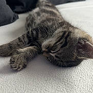 Hawaï participe au concours pour gagner de l'argent avec cette photo : animal, bed, blanket, cat, closeup, cozy, cute, domestic_cat, fur, indoor, kitten, paw, pet, relaxing, resting, sleeping, soft, tabby, texture, young