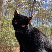 Goldy joined the competition — help win amazing prizes! black_cat, cat, pet, animal, windowsill, sunlight, outdoor, trees, forest, nature, sky, blue_sky, screen, mesh, fur, amber_eyes, backlit, daylight, wildlife, curious