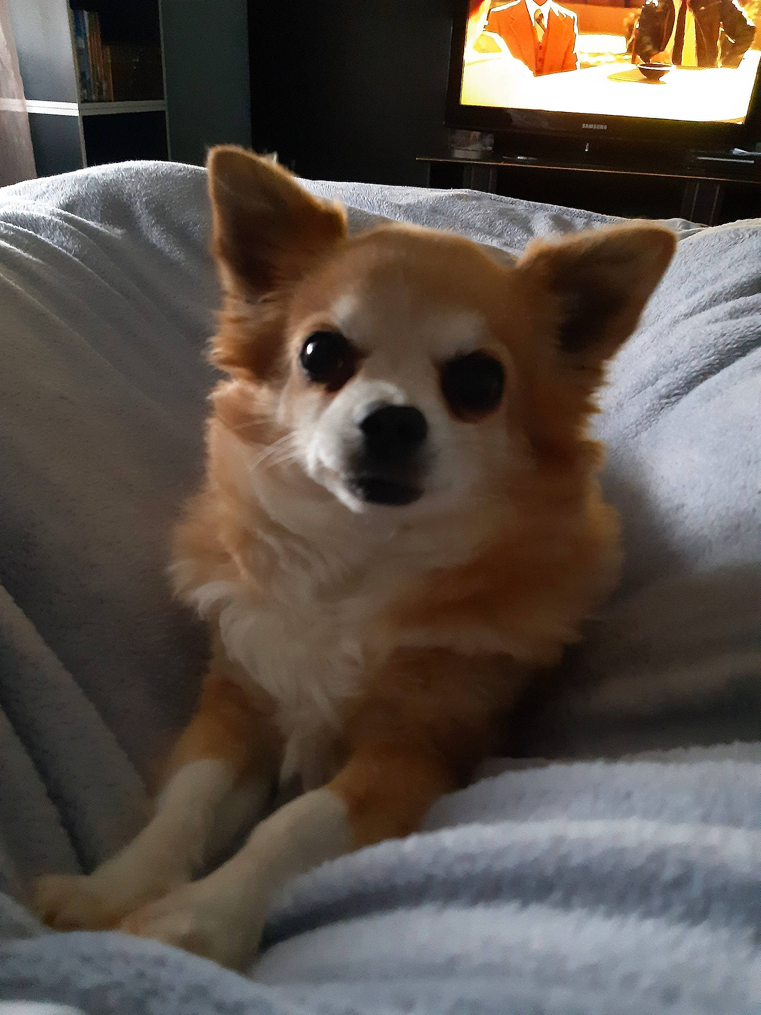 Flanelle a rejoint le concours — aidez-le/la à gagner de superbes lots ! akita_inu, canidae, carnivore, companion_dog, dog, dog_breed, fawn, icelandic_sheepdog, mammal, non_sporting_group, norwegian_buhund, pembroke_welsh_corgi, pomeranian, puppy, shiba_inu, snout, spitz, vertebrate, welsh_corgi, whiskers