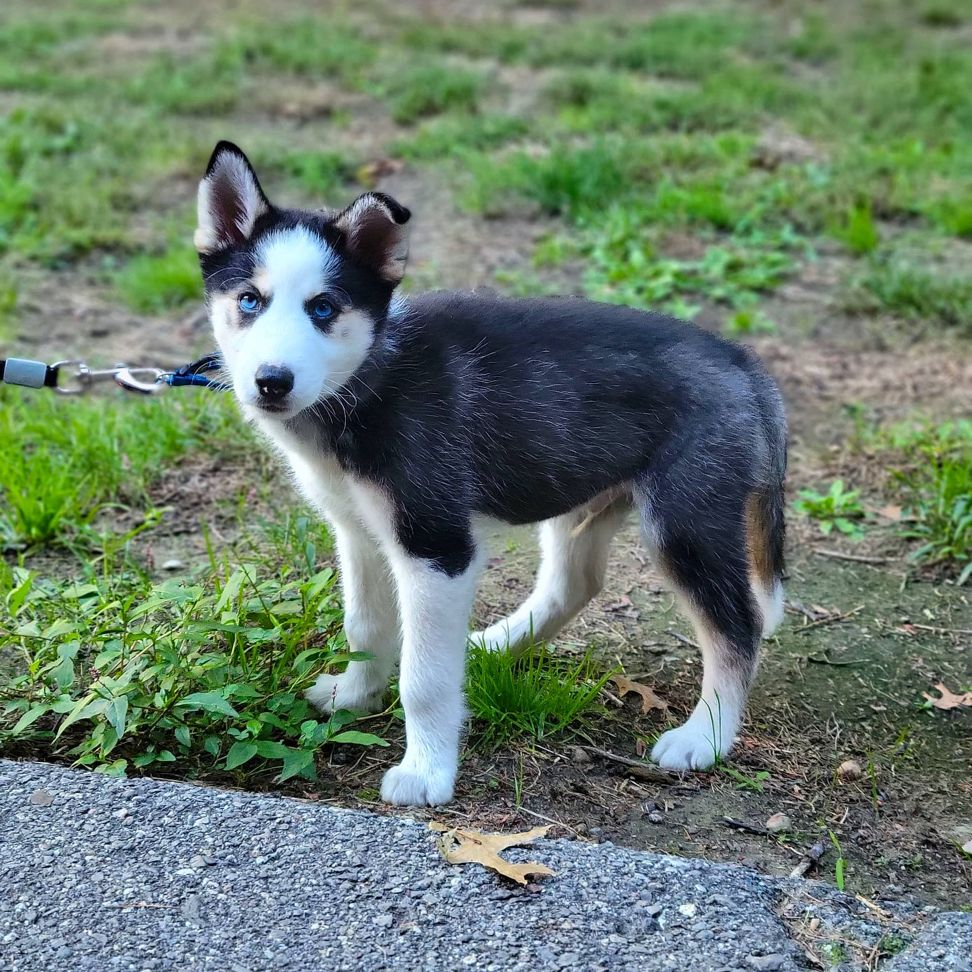 Odin is registered to the contest to win money with this photo: ancient_dog_breeds, canidae, carnivore, companion_dog, dog, dog_breed, grass, non_sporting_group, plant, sled_dog, snout, sporting_group, tail, terrestrial_animal, wildlife, working_animal, working_dog