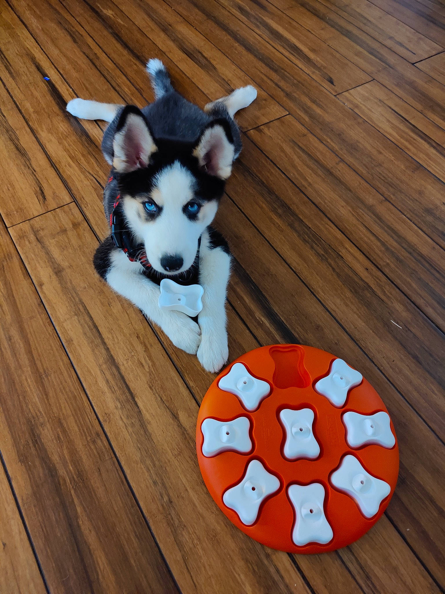 Odin is registered to the contest to win money with this photo: carnivore, companion_dog, dog, dog_breed, dog_supply, fawn, felidae, floor, flooring, fur, hardwood, ingredient, plank, sporting_group, tail, varnish, wood, wood_flooring, wood_stain, working_animal