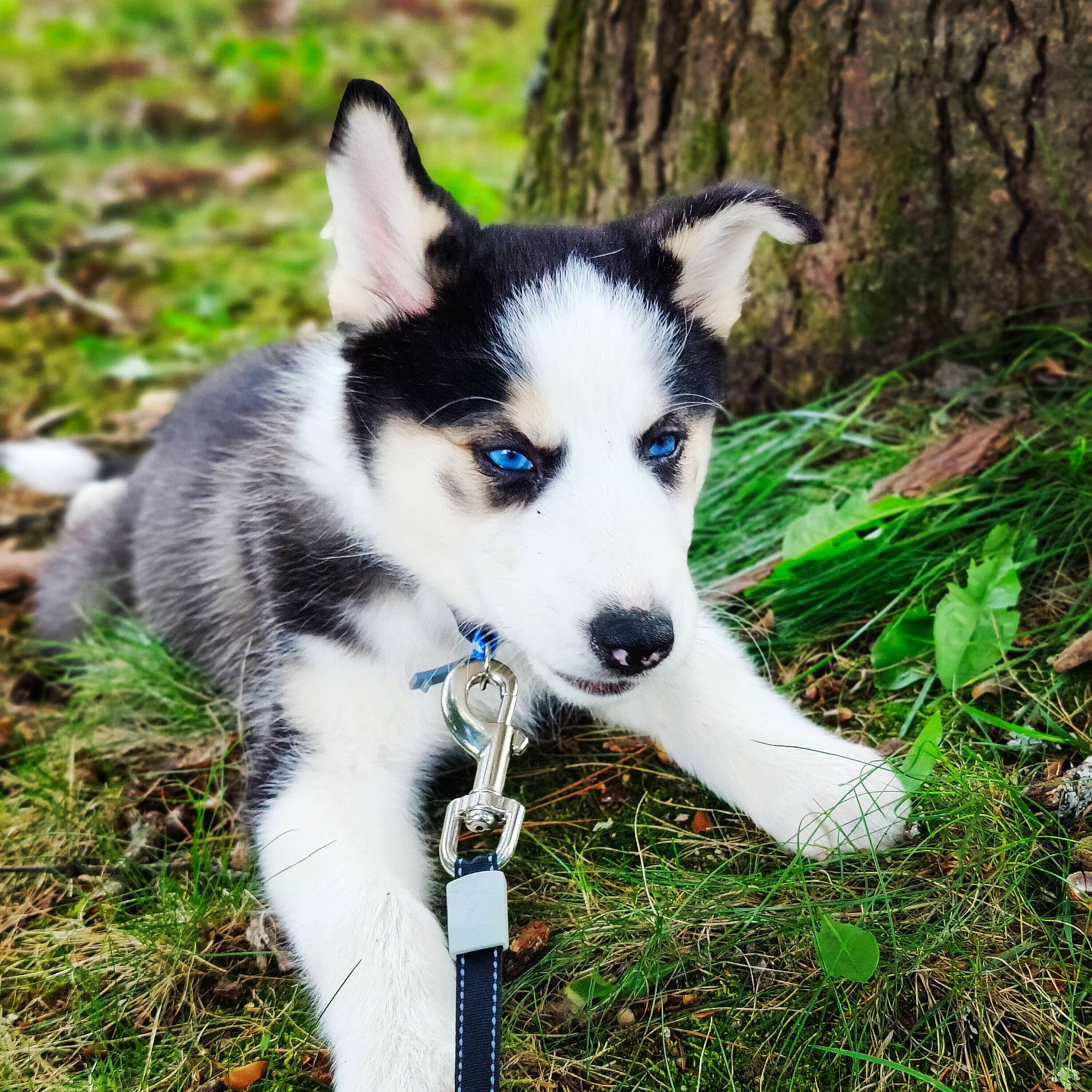 Odin is registered to the contest to win money with this photo: ancient_dog_breeds, art, carnivore, companion_dog, dog, dog_breed, grass, plant, siberian_husky, sled_dog, sporting_group, terrestrial_animal, terrestrial_plant, tree, working_dog