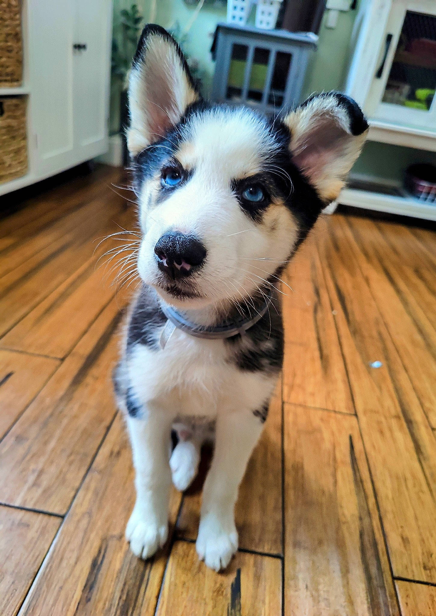 Odin joined the competition — help win amazing prizes! carnivore, companion_dog, dog, dog_breed, fawn, floor, flooring, hardwood, herding_dog, picture_frame, plank, siberian_husky, snout, terrestrial_animal, whiskers, window, wood, wood_flooring, wood_stain, working_animal