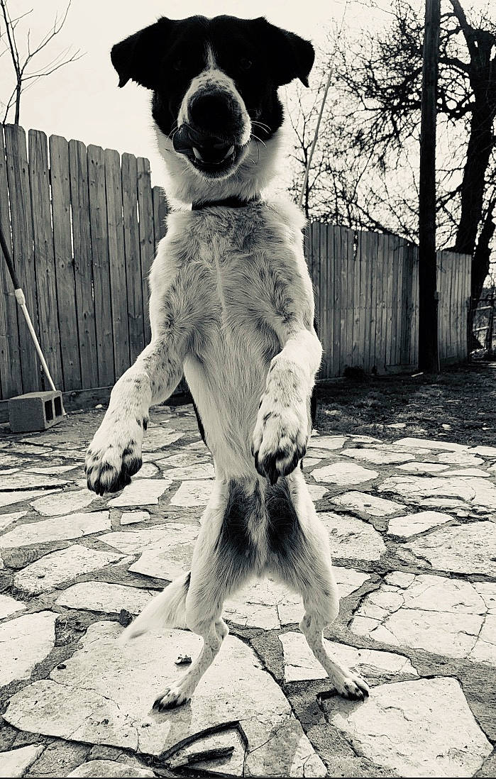 Max joined the competition — help win amazing prizes! ancient_dog_breeds, black_and_white, canidae, carnivore, dog, dog_breed, monochrome, monochrome_photography, photography, snapshot, snout, sporting_group, street_dog, style, tail